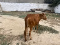 İnek, Sığır — foto 6