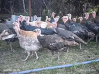Turkeys — photo 2