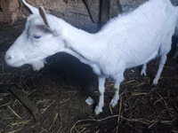 ஆண் வெள்ளாடு, Alpine goat — புகைப்படம் 6