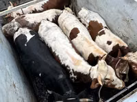 Vaca, Simmental cattle — foto 3