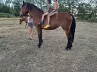 Mare, Horses — photo 3
