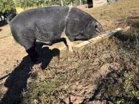 Boar — photo 3