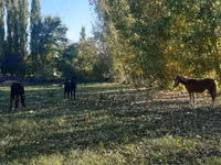 Kobyła, Konie — zdjęcie 3