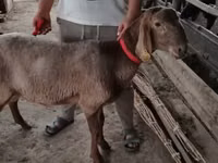 Ram, Arashan sheep — photo 2