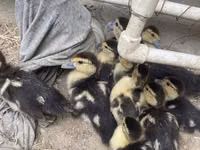 Ducks — फ़ोटो 3