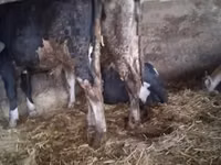 公牛, Russian Black pied cattle — 照片 2