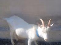 Boucs, Saanen goat — photo 4