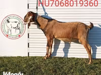 Kozioł, Nubian Goat — zdjęcie 7