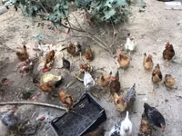 Chickens — zdjęcie 1