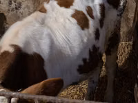 Buğa, Simmental cattle — foto 5