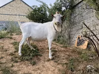 Keçiler (parti, cinsiyet belirtilmedi), Keçiler — foto 6