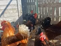 Chickens — Foto 1