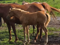 公马, Rocky Mountain Horse — 照片 4