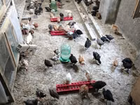 Chickens — zdjęcie 2