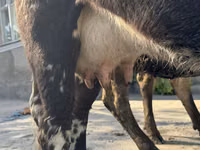 母牛, Cattle — 照片 4