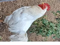 प्लायमाउथ रॉक — फ़ोटो 2