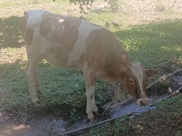 Krowa, Bydło