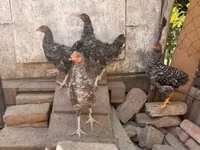 Chickens — الصورة 1