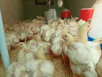 Chickens — photo 3