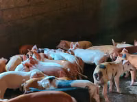 Säue, Schweine — Foto 3