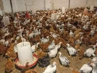 Chickens — الصورة 1
