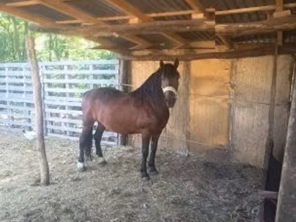 Yegua, Caballos