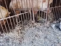Boar — photo 3