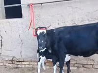 பசு, Russian Black pied cattle — புகைப்படம் 7