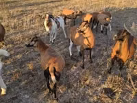 भेड़ें (लॉट, लिंग निर्दिष्ट नहीं), Cameroon sheep — फ़ोटो 6