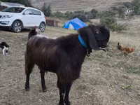 თხა, თხები — ფოტო 5