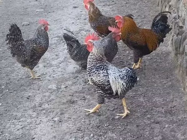 Chickens — أذربيجان