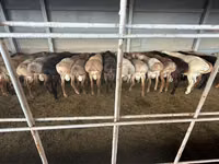 Bélier, Moutons — photo 1