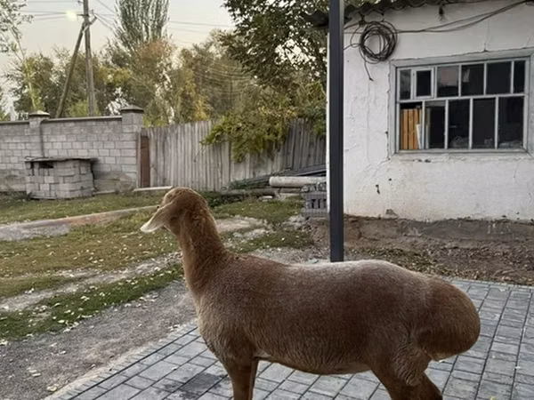 Owca, Arashan sheep
