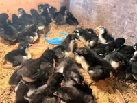 オーストラロープ — 写真 3
