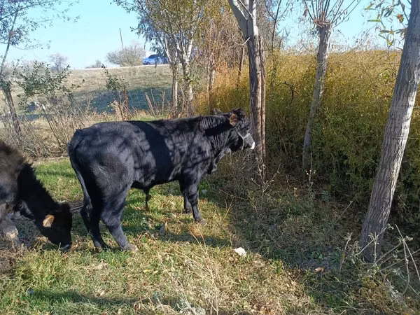 Boğa, Aberdin Angus