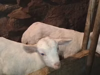 Kozel, Saanen goat — foto 6