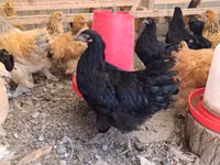 Brahma — foto 2