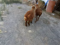 Koç, Koyunlar — foto 1