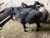 Bélier, Hissar sheep — photo 2