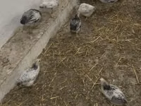 Chickens — foto 3