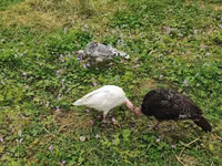 Turkeys — zdjęcie 3