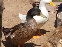 Ducks — zdjęcie 8