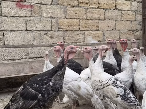 Turkeys — Ozarbayjon