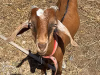 बकरा, Nubian Goat — फ़ोटो 1