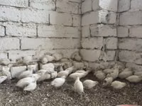 Król Przepiórek — zdjęcie 2