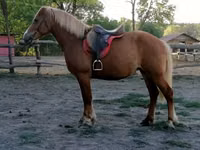 Jument, Haflinger — photo 3