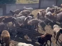 Oveja, Romanov sheep — foto 8