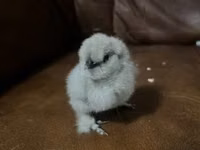爪哇黑鸡 — 照片 1