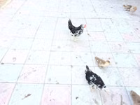 أنكونا — الصورة 4
