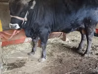 公牛, Aberdeen-Angus — 照片 1
